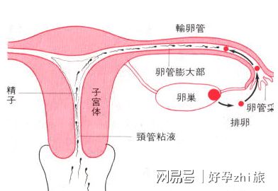 经期戴套同房了怎么办
