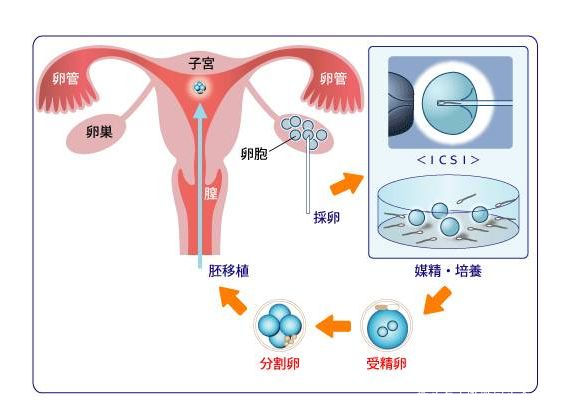 经期性生活